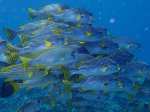 Raja ampat Beauty islands, fishes & reefs (15)