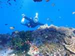 Raja ampat Beauty islands, fishes & reefs (40)